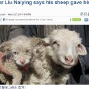 양이양이 이미지