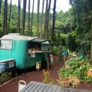 숲에서 | 제주도 동쪽 여행 구좌 비밀의숲에서 힐링하고 온 후기(가는길 꿀팁 및 주차안내)