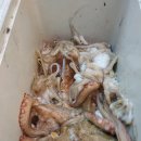 왕쭈꾸미 이미지