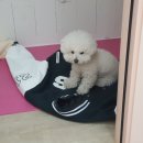 투숑펫살롱 이미지