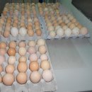 풍년농약 종묘사 이미지