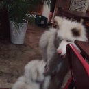 수화다방 이미지