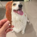 프로펫 애견샵 | 대용량 수제간식 애견수제간식은 펫브로에서 웰시코기 간식 리얼후기