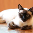 카페 캣츠 이미지