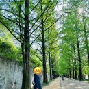 메타세쿼이어길 화장실 이미지