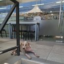 (세부 CIA 어학연수 후기) 셋째 주 기록