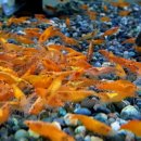 소마 새우농장 이미지