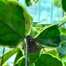 호야 손세차 이미지