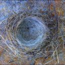 새들피아노 이미지