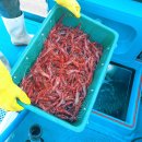 칠칠켄터키(원주단계점) | 원주 횟집 베스트 10 순위 추천