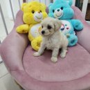 김해 강아지분양 두부네 하루 이미지