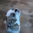 독특하개 이미지