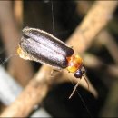 반딧불이 이미지