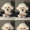 민's 펫살롱 네이버블로그