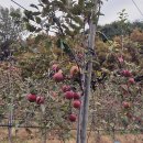 2025년 부사(후지)사과 가격안내 이미지