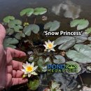 스노우 프린세스(Snow Princess Pygmy) 이미지