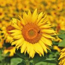 해바라기PC 이미지