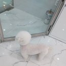 행복한강아지 이미지