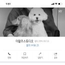 강남언니애견미용호텔 이미지