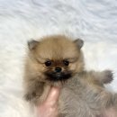 뭉치켄넬 이미지