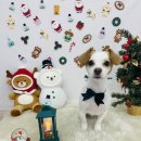 누누띠네 이미지