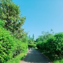 4호선 반여농산물시장역 | 부산 5월 갈만한곳 ㅣ 장미가득 "부산해운대수목원"