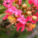 배롱나무 (Lagerstroemia indica) - 백일홍 이미지