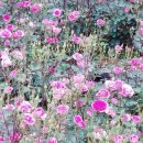 낼 청밀당에서 랑데뷰🌸🎶🌸 이미지