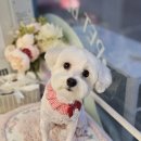 빠몽(PAWMONG) 이미지