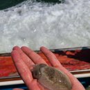 서해쭈꾸미 이미지