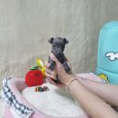 견공간샵 | 광주 박호동강아지분양 펫왕국 애견분양샵 시바견 가격 입양 후기