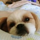 꼬마애견샵 이미지