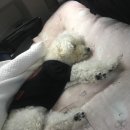 타요타요 펫택시 이미지