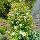 클레마티스합식 그리고 야생화 금란초 이미지