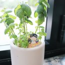 보리네집 이미지