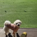 멍브라더 애견카페 | 천안<멍마일> 애견카페 내돈내산 후기