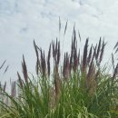 하천(유등천3) 이미지