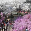 경기도 가볼만한곳 부천 원미산 진달래꽃축제 이미지