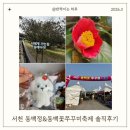 사람과나무 | 서천 마량리동백나무숲, 동백꽃쭈꾸미축제 솔직후기 (실망포인트 포함)