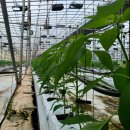 박성현농장 이미지