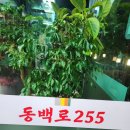 동백로255정육식당