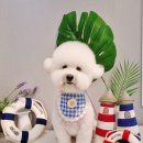 러브펫살롱 이미지