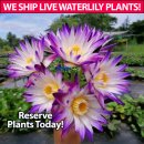 퍼플 조이 열대수련(Purple Joy Water Lily!) 이미지