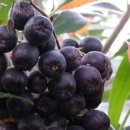 소림농장 이미지