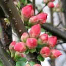 장미아파트 이미지