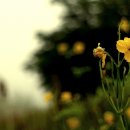 (사)향기 이미지