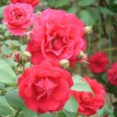 넝쿨장미집 이미지