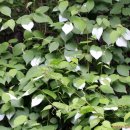 노고단-6 이미지