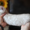 소유뱅갈캐터리 이미지