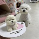 왈테이블 이미지